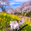 橿原市・西部　強三（春うらら。櫻と菜の花の咲く頃、明日香川でお会いしましょう。）